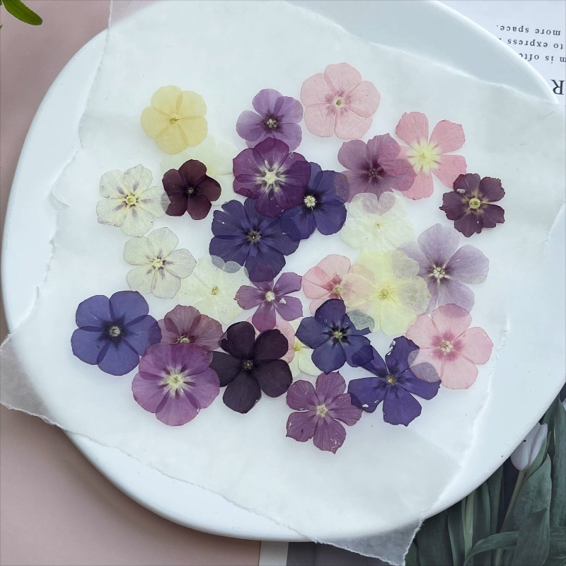 12pcs, Bunga Kering Tekan Semi - Resin Art Liquid ulasan dan harga
