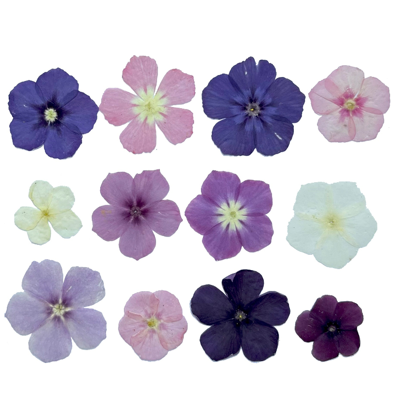 12pcs, Bunga Kering Tekan Semi - Resin Art Liquid ulasan dan harga